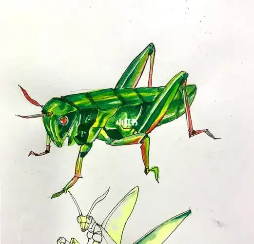 蟋蟀来了绿色的昆虫和动物都好难画.原图来自@大作国美设计咨询