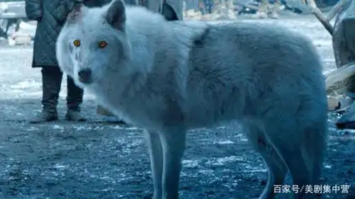 《权力的游戏》调查:雪诺最英雄!一起看看外国观众的脑回路吧