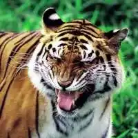 张牙舞爪很凶猛老虎头像图片点击鼠标右键下载