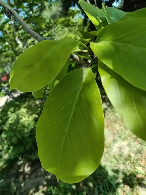 汪劲武植物讲堂 课后笔记 - 小组讨论 - 豆瓣