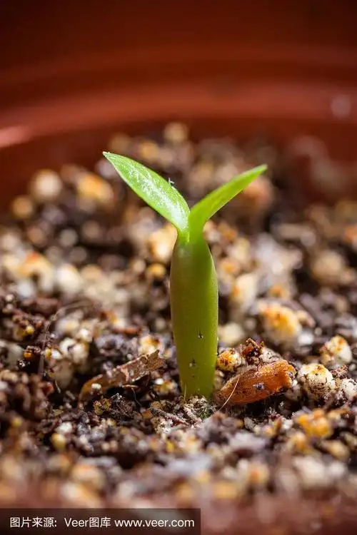 沙漠玫瑰幼苗有两个小叶
