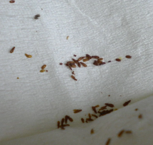 书虱的特性及防治措施