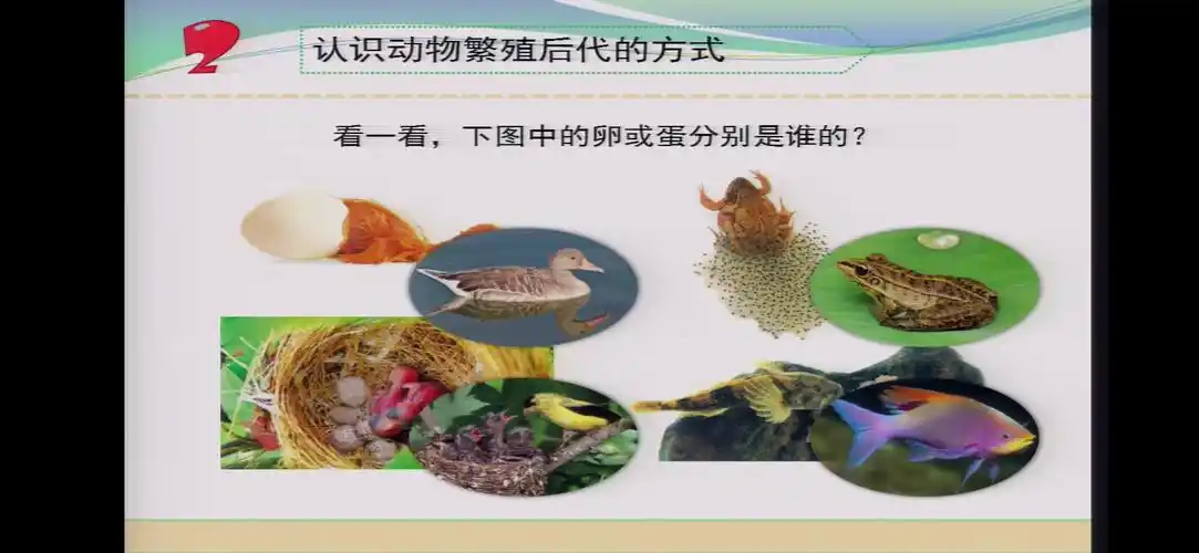 其它 动物怎样繁殖后代 写美篇卵生和胎生的影像资料.