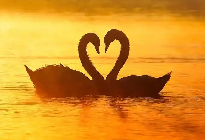 表达爱意的句子 情侣之间深情告白的唯美短句,这才是我想要的爱情_微