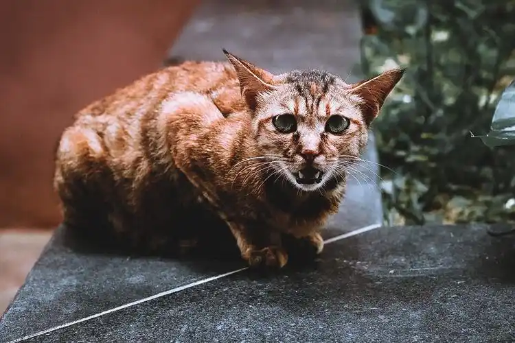 家猫 野猫 - 李岁丰-allen - 图虫