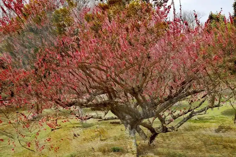 用多重曝光拍下的梅树就像一幅幅颜色各异的油画,浓抹重彩
