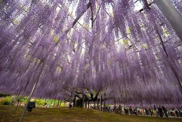 this beautiful wisteria plant in japan is 144 years old