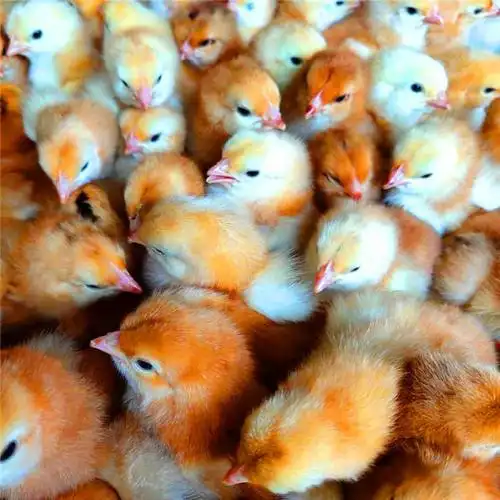 九斤黄公鸡苗 习性活泼觅食性强 包邮到家