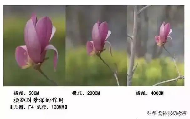 景深是什么意思_景深大小不同的对比照片
