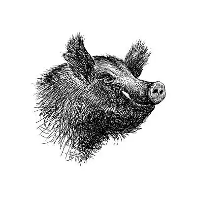 黑白猪年手绘素描