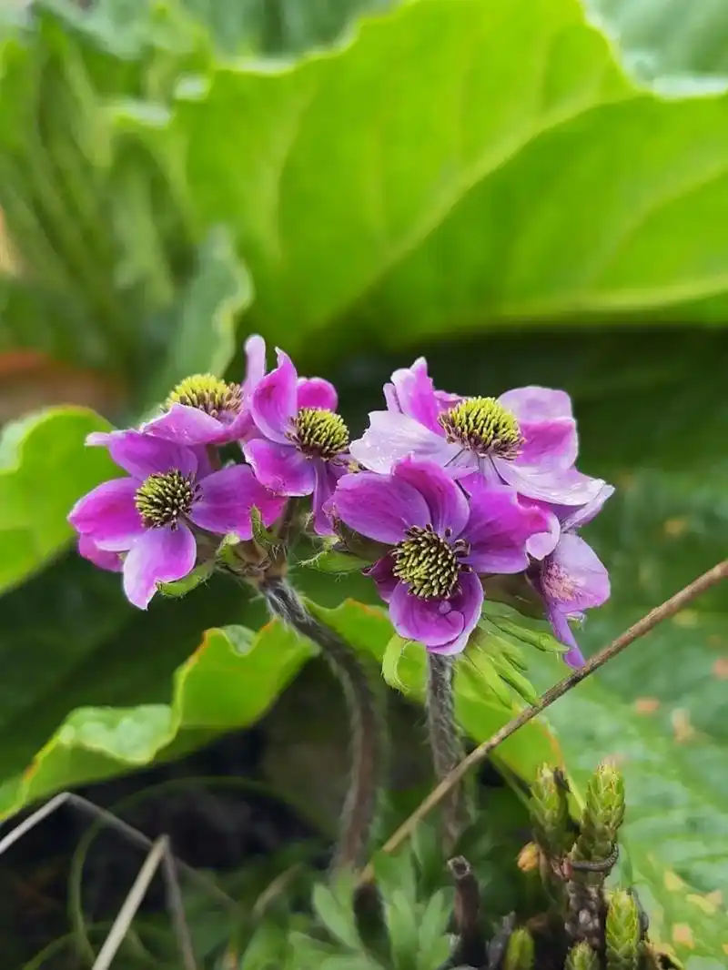高原上的格桑花.格桑花,又称格桑梅朵,是一种生长在高原上的普 - 抖音