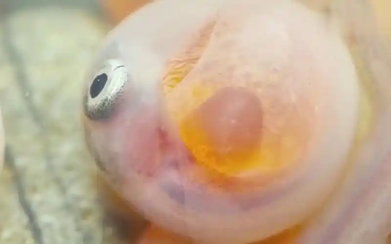 鱼卵孵化成小鱼瞬间