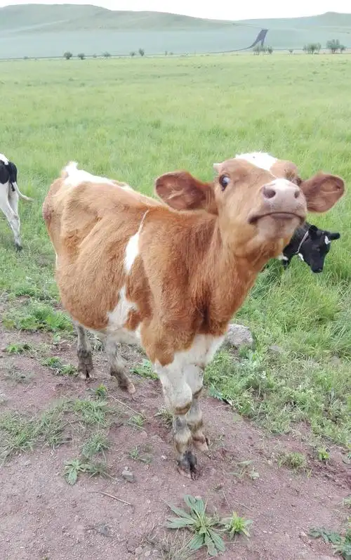 这只涉世不深的小牛犊,仰头望着拍摄者,萌萌的,呆呆的,在想什么呢?