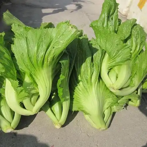 大叶芥菜(大叶芥菜功效)