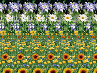 怎么看石大的立体三维图,我记得看过一次,特别好,可是现在看不了了呢?