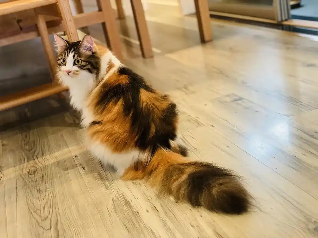 长毛三花猫是中华田园猫吗? - 知乎