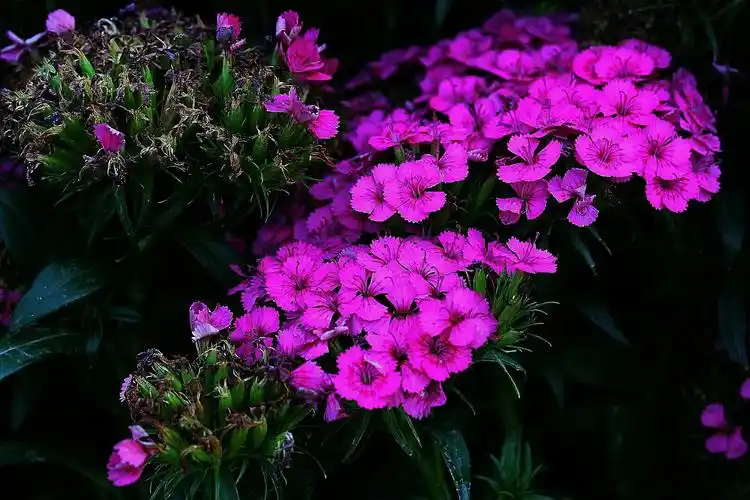 党太合花卉摄影《奇花异草》(五十五)相思梅 - 美篇