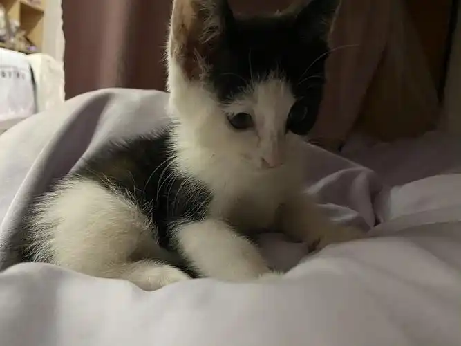 可爱奶牛猫小母猫,2个月大.