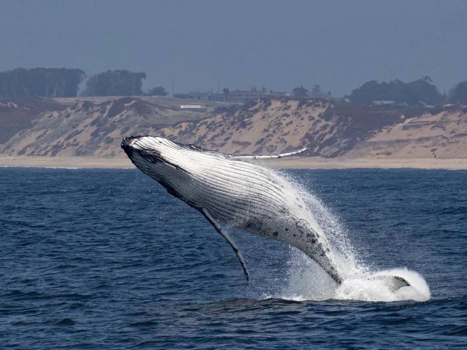美国加州鲸鱼跃出水面超震撼 海滩游客都惊呆了
