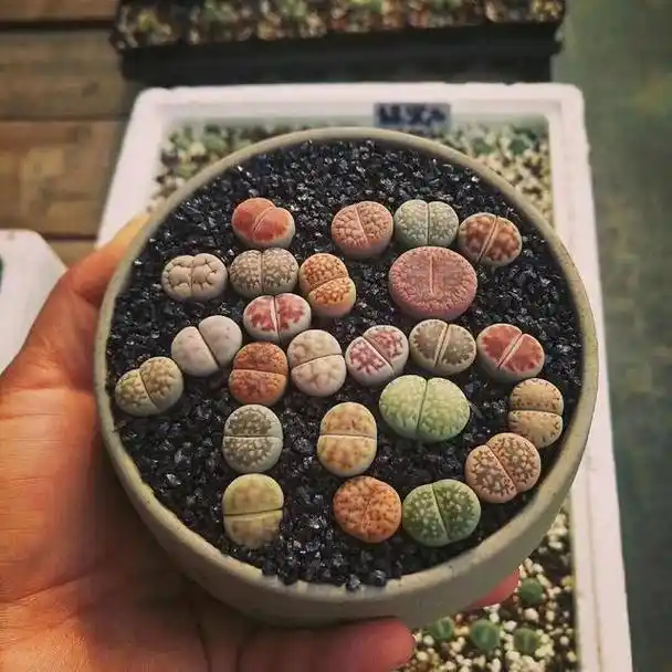 叫做生石花,也被视频花友们亲切的称为pp花,生石花拼盘创意图片