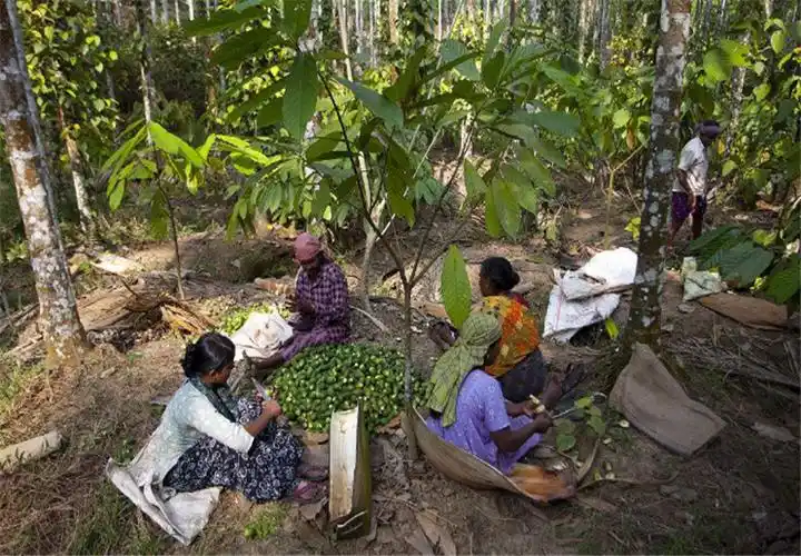 槟榔种植应该注意什么,在育苗的时候,都有哪些方法?_种子