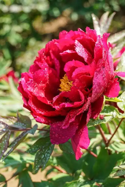 国色天香 富贵牡丹