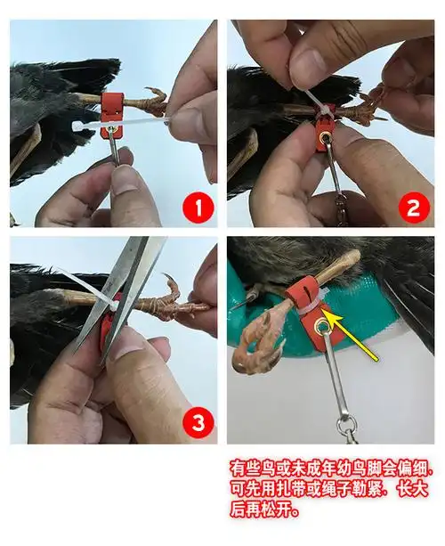 鹦鹉鸟用皮套脚环护脚脚套喜鹊乌鸦八哥鹩哥鹰鸽子脚套脚链双孔太空银