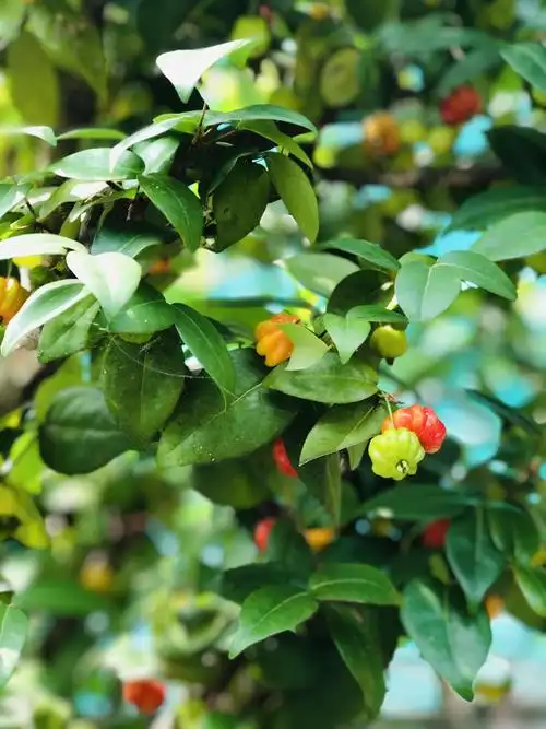 又称巴西红果,是桃金娘科,灌木或小乔木,高可达5米,全株无毛.