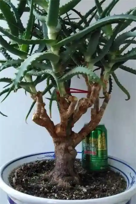 25年的芦荟老桩,做成盆景! 6年的芦荟,一下开出6朵花.