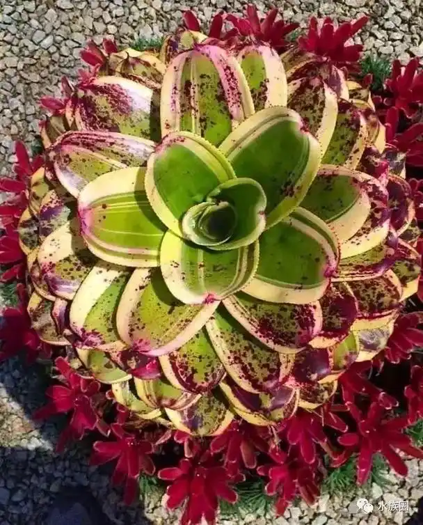 积水凤梨 空气凤梨  雨林缸造景素材 附生植物  小盆栽 - 抖音