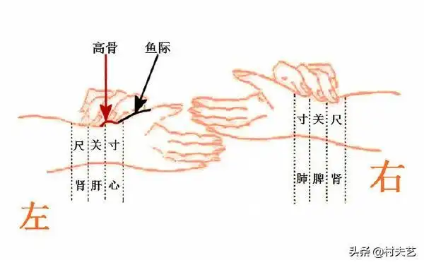 根据上述,我们认为浮中沉分候脏腑,应与两手三部寸关尺分候脏腑相结合