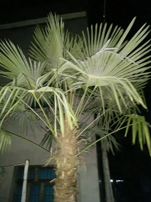 这棵树上的叶子,绑粽子的最佳选择.