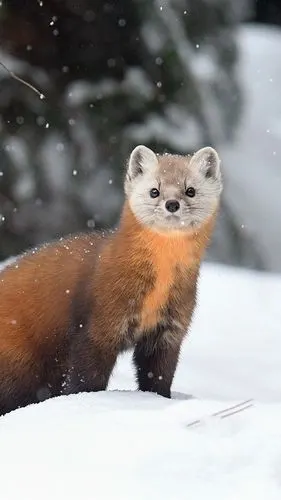 貂,雪,冬天,野生动物