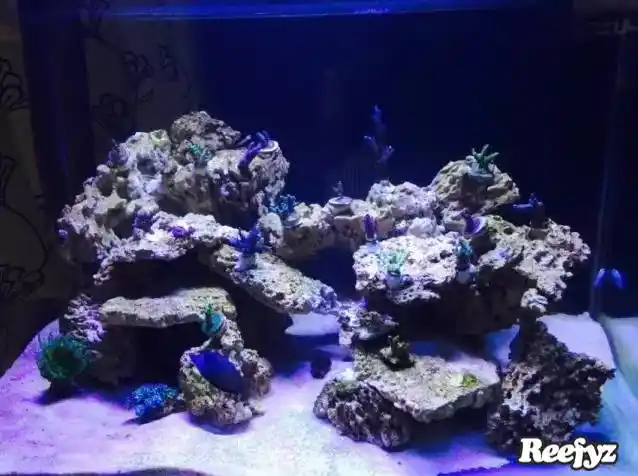 海缸造景大比拼不一样的风格一样的美