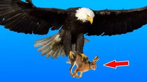 鹰抓兔子全过程,腿都快跑断了,镜头记录下全过程