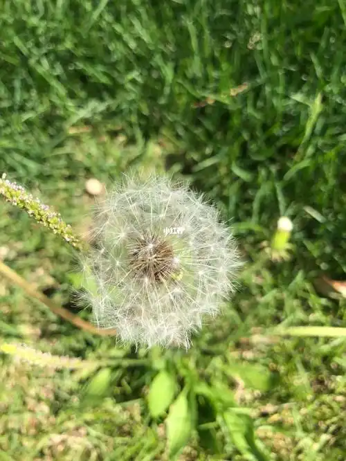 像蒲公英一样,飘落在你的家,深深扎根在你的脚下,生根,发芽,开花98