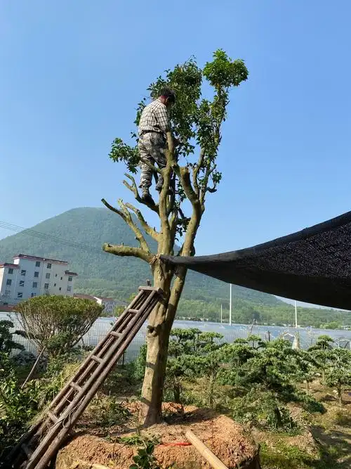 油茶树嫁接茶花茶梅东阳站