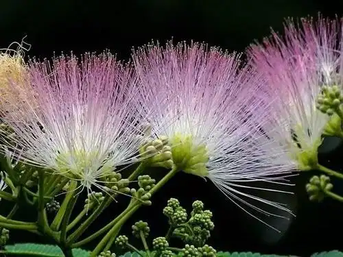 18种可食用鲜花食材,2017给餐厅食谱锦上添花