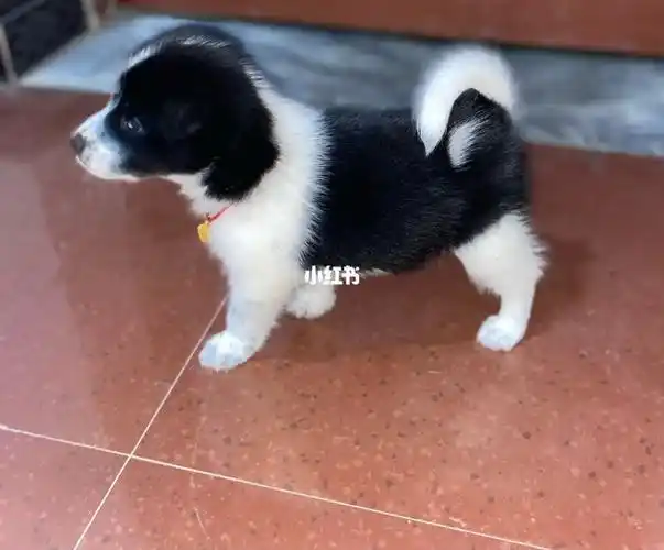 差三天40天的萨摩耶串串