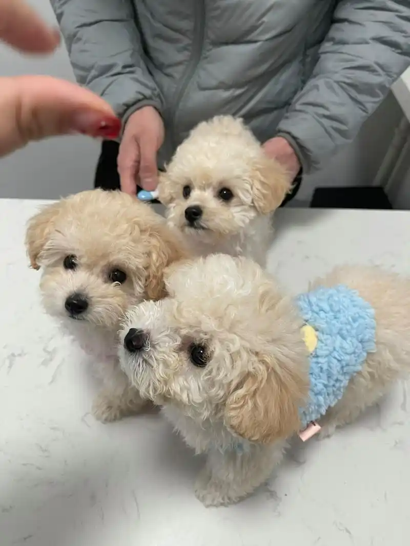 家养茶杯香槟泰迪比熊串串混血泰迪熊找家长 带三小只打第二针疫苗啦