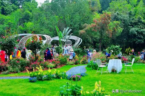 随拍2021粤港澳大湾区深圳花展