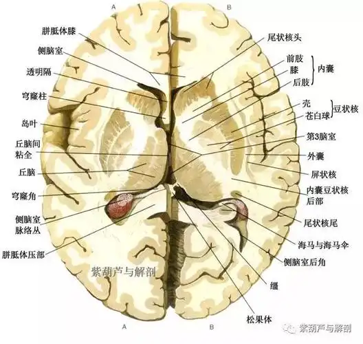 脑部正常解剖图,做神经康复的你怎能不看?_网易订阅