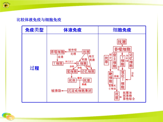 比较体液免疫与细胞免疫ppt3页