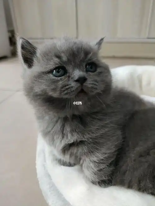 纯种英短曼基康矮脚猫