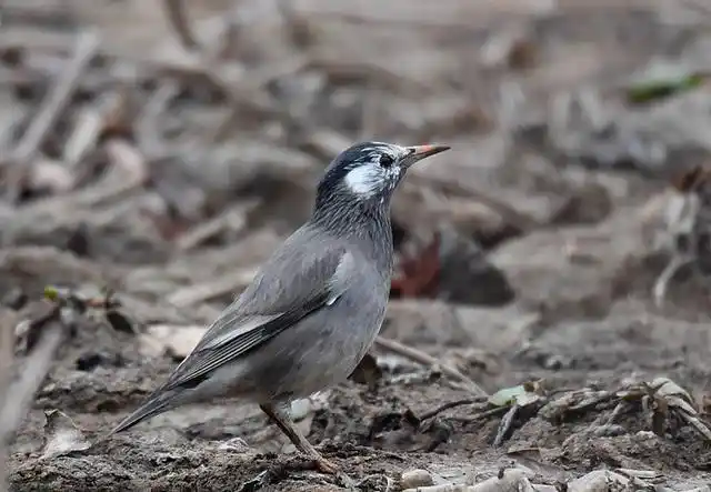 灰椋鸟(学名:sturnus cineraceus):是雀形目椋鸟科的物种,头顶至后颈