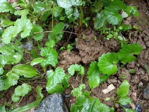 哪位知道这圆叶植物叫什么名字 谢谢