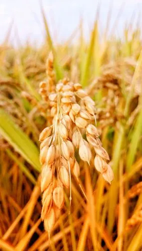 发现生活之美#收获金秋