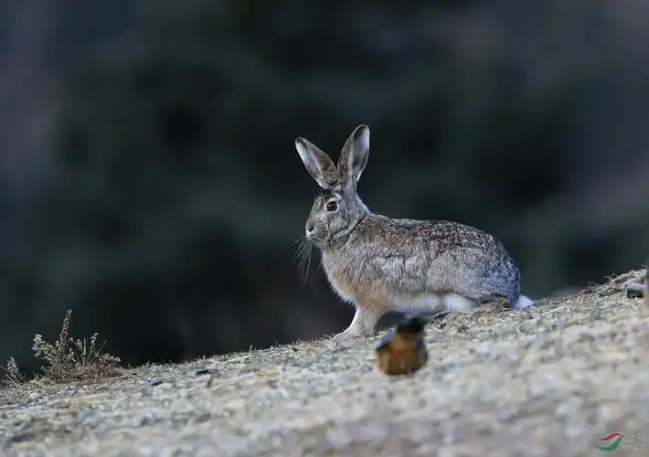 高原兔(灰尾兔)