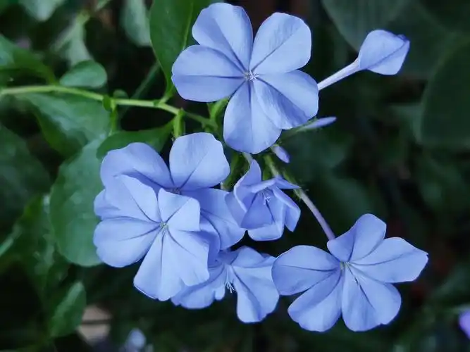 2019 种过的那些花 冰爽蓝雪花