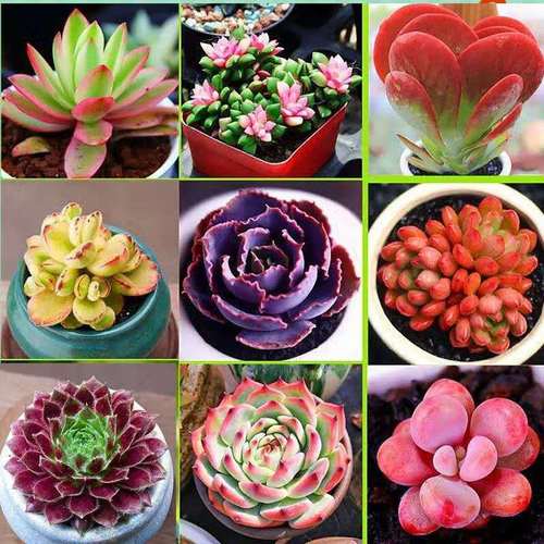 懿儱佩多肉植物套餐含带盆肉肉组合室内小盆栽精品玉露大颗好养花卉